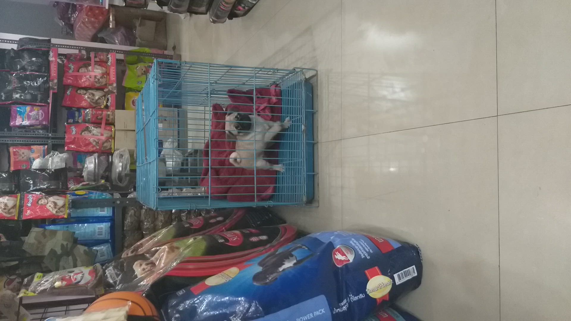 Forest A Complete Pet Shop in Gurgaon Sector 15 Part 1,Delhi Best Pet