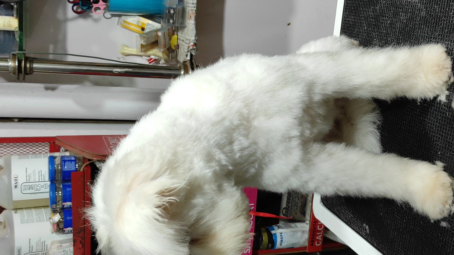 Pet Super Bazar & Grooming Salon in Nehru Nagar East,Durg Best Pet