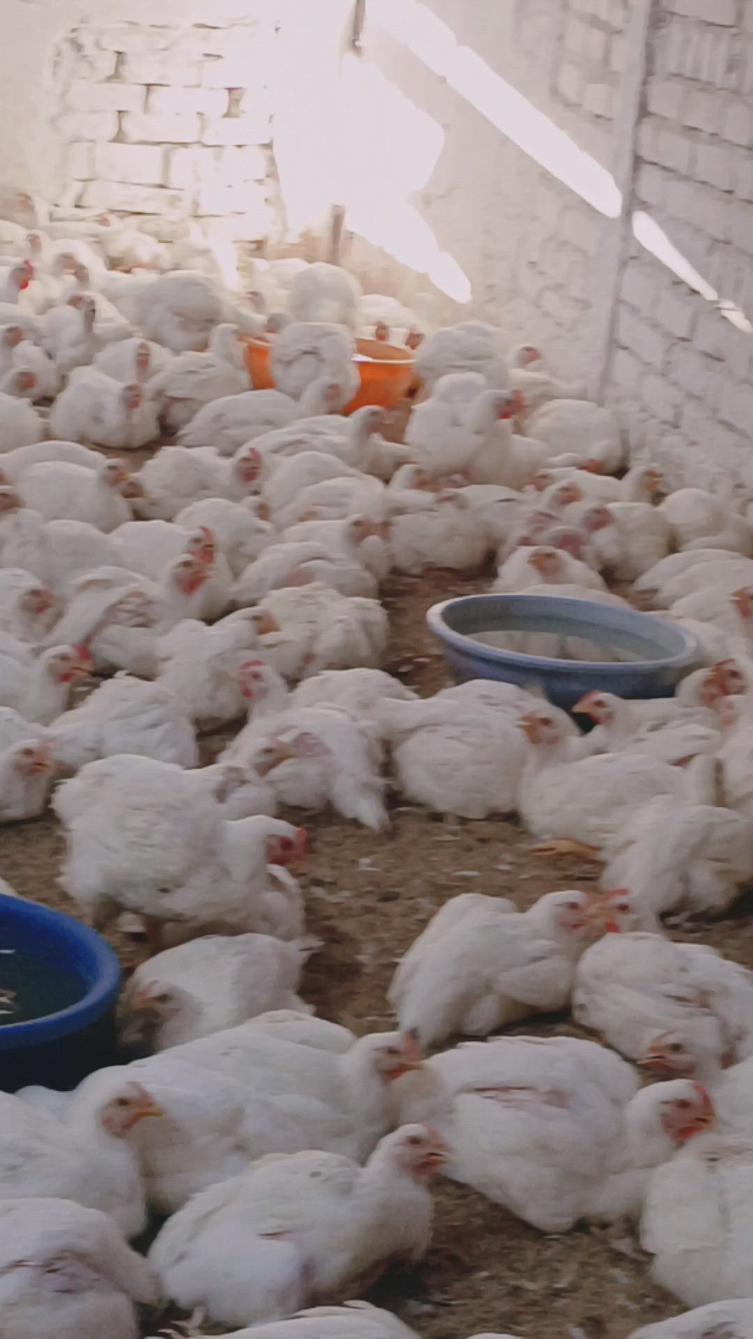 Darbar Chicken Center in Opposite ,Near Bangoler Bustand,Madanapalle