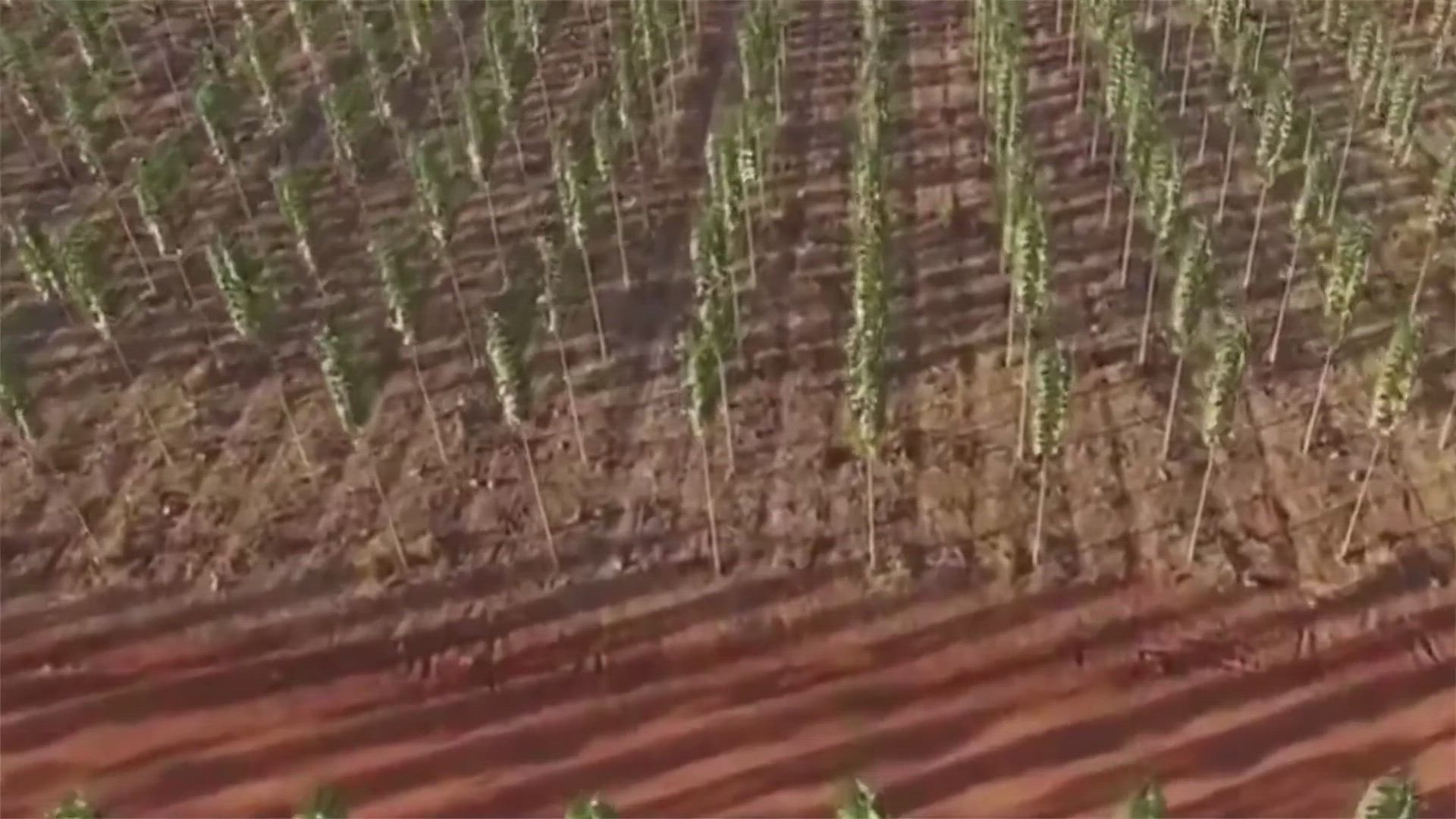 Shetkari Dhakhla Online in Pune at ₹ 51,000 Sess by Eco